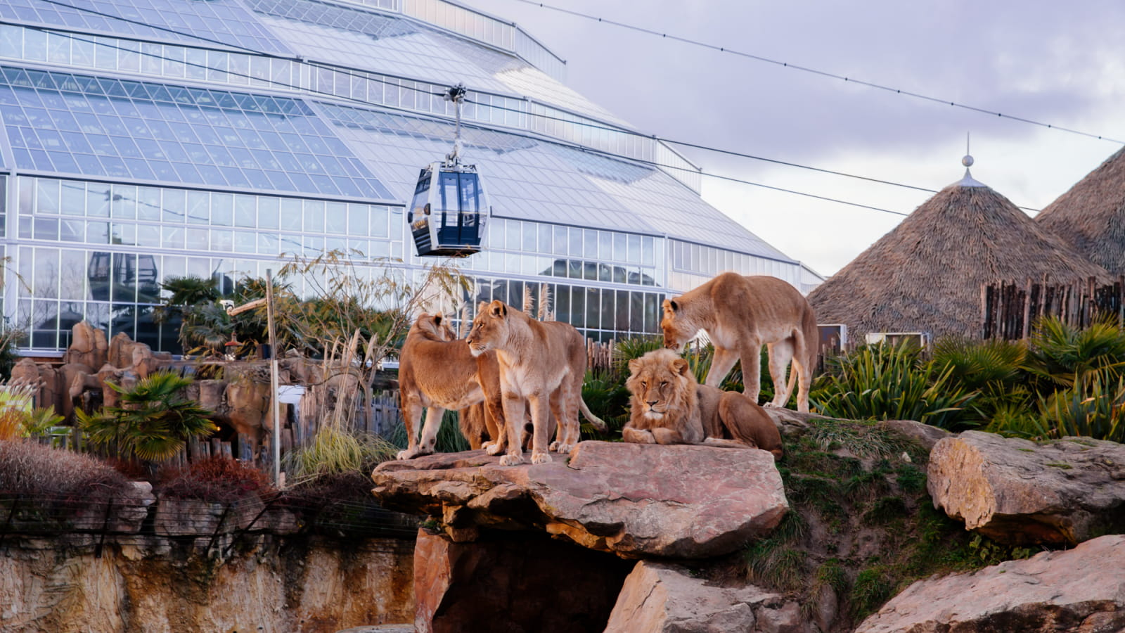 Lions, dôme et téléphérique au ZooParc de Beauval ©OT Sud Val de Loire