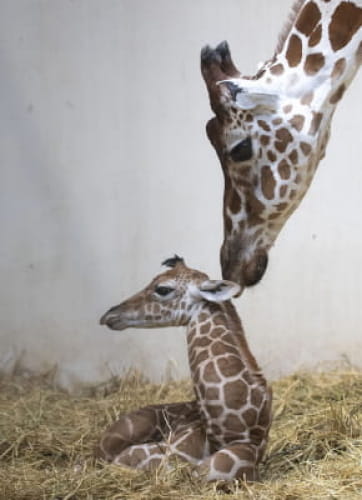 Bébé girafe ©ZooParc de Beauval