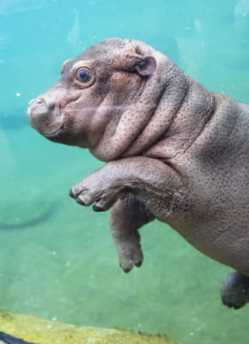 Bébé lamantin ©ZooParc de Beauval