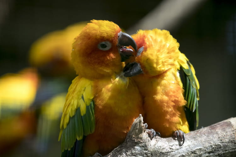 Bébés Perroquets ©ZooParc de Beauval