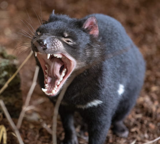 Diable de Tasmanie ©ZooParc de Beauval