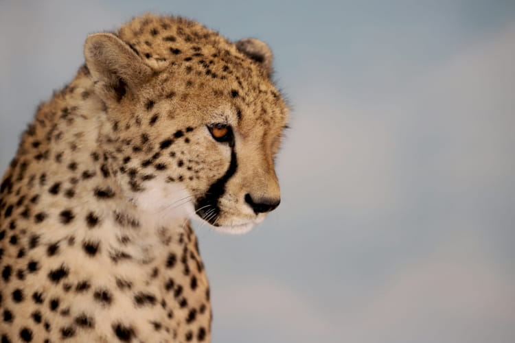 Guépar ©ZooParc de Beauval