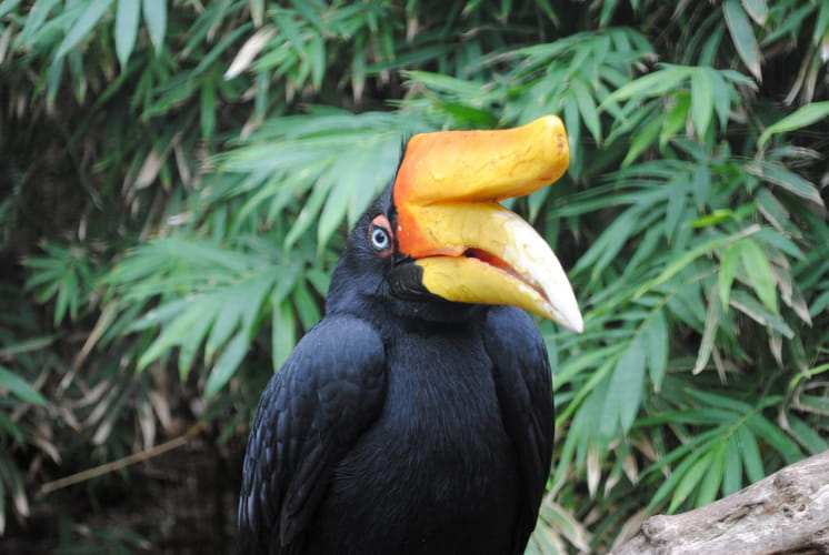 Kalao ©ZooParc de Beauval