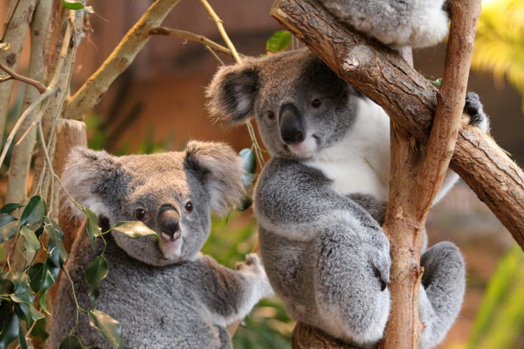 Koalas ©ZooParc de Beauval