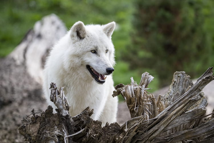 Loup arctique ©ZooParc de Beauval