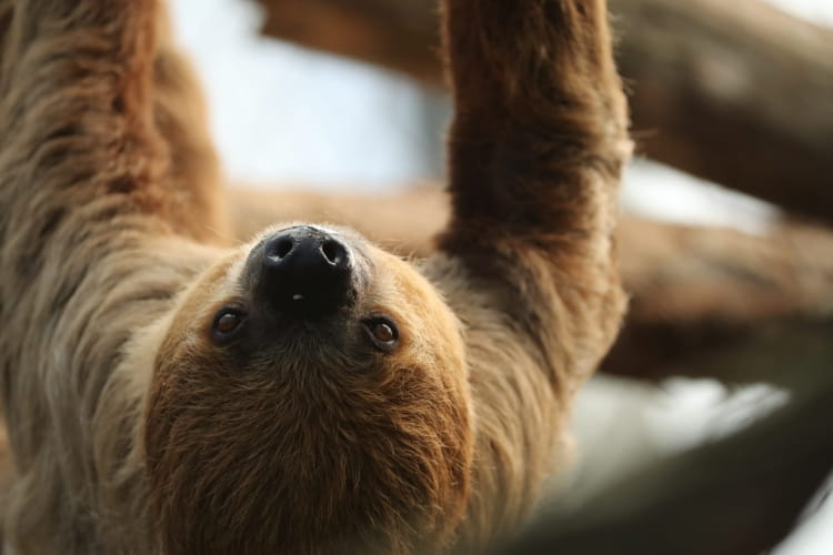 Paresseux ©ZooParc de Beauval