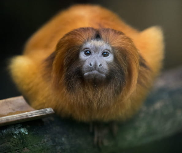 Singe roux ©ZooParc de Beauval