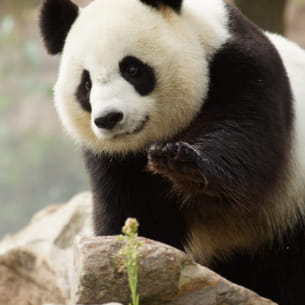 Panda ©ZooParc de Beauval